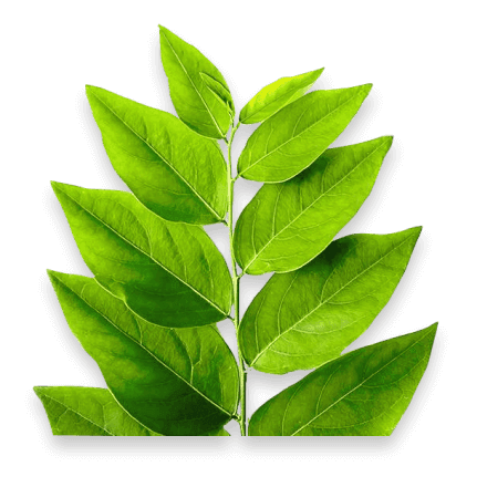Extract Daun Katuk